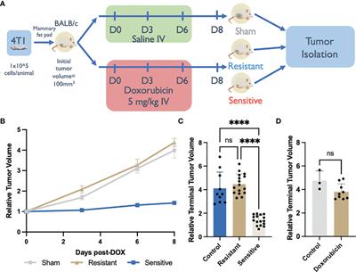 IL-17A Increases Doxorubicin Efficacy in Triple Negative Breast Cancer